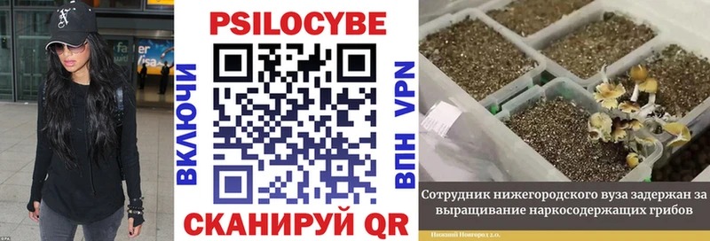Псилоцибиновые грибы Cubensis Ртищево